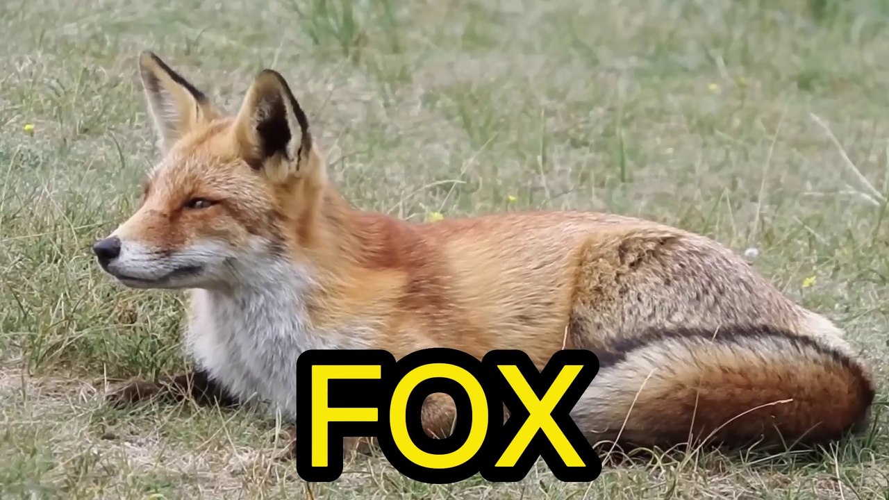 FOX