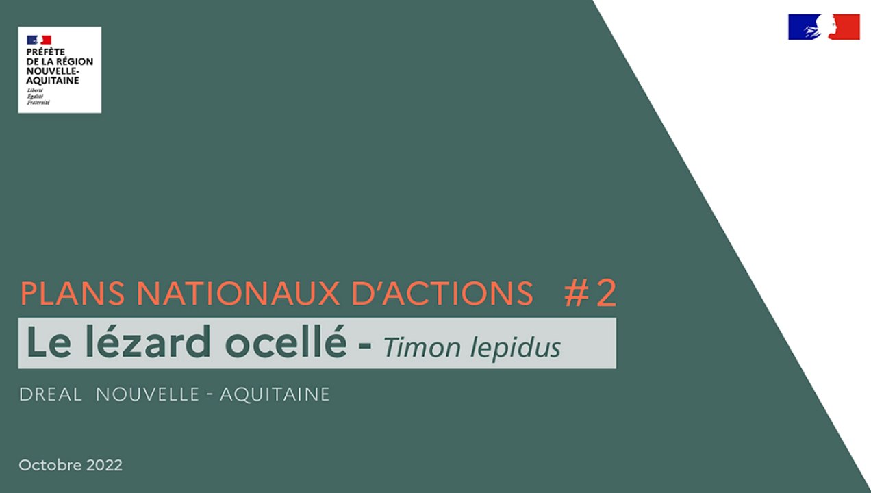 Le lézard ocellé : le plus grand lézard d'Europe - DREAL Nouvelle-Aquitaine
