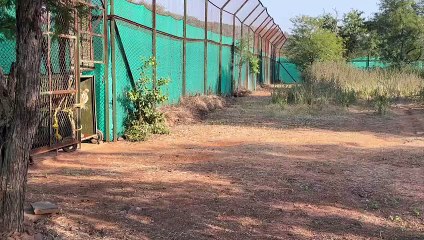 शाम करीब चार बजे बाघ को एनक्लोजर में किया रिलीज