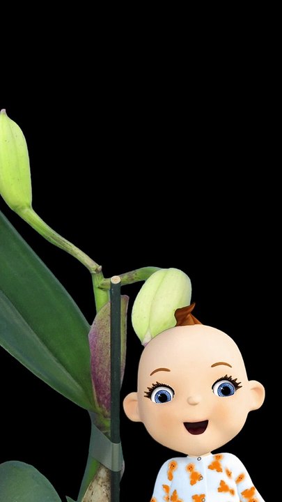 Babsy Baby Loves Beautiful Blooming Flowers Timelapse ❤️ Pink Cattleya Orchid