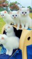 ANAK KUCING LUCU _// FUNNY CATS