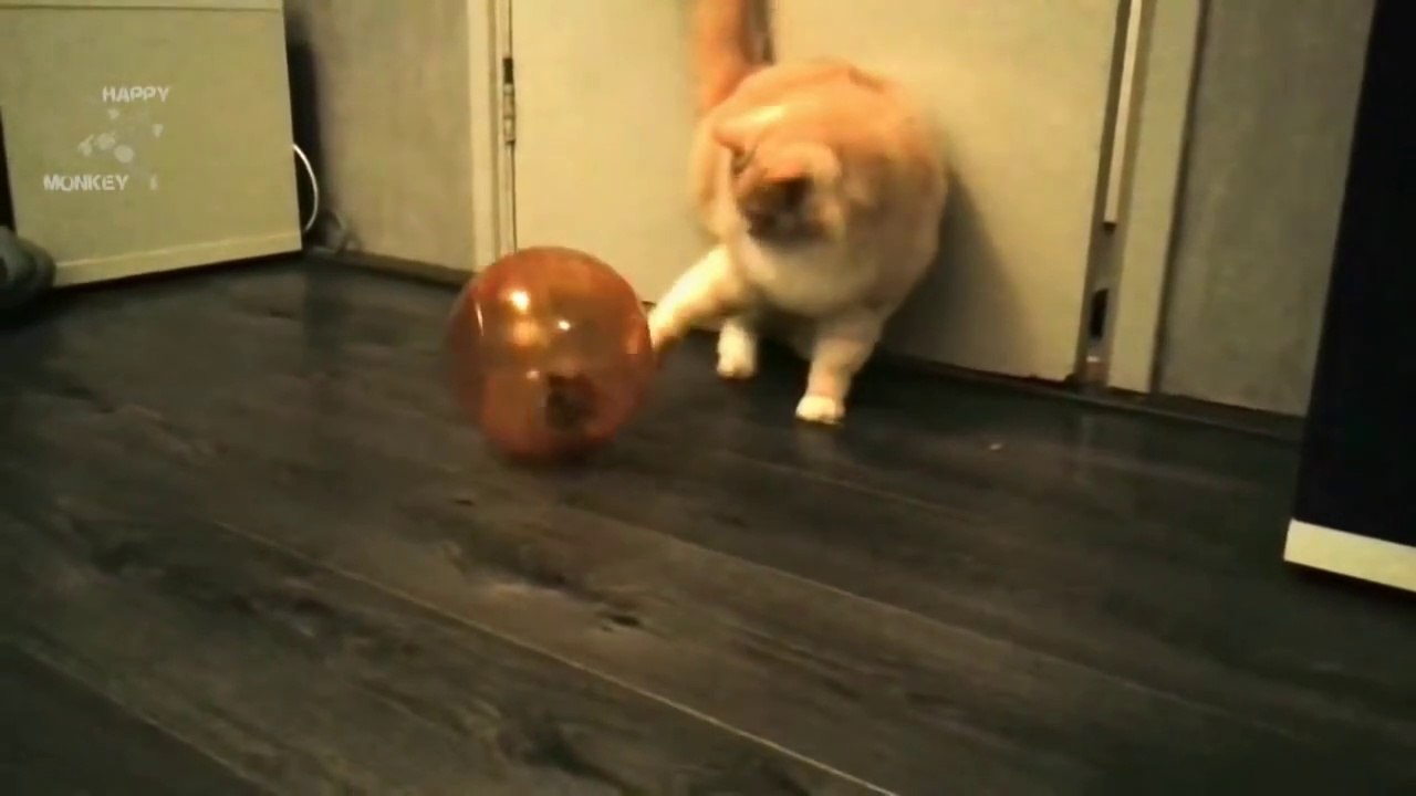 Funny Hamster Compilation