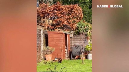Evinden dışarı çıkan kedi, tilkiyi gördüğü an evine koştu