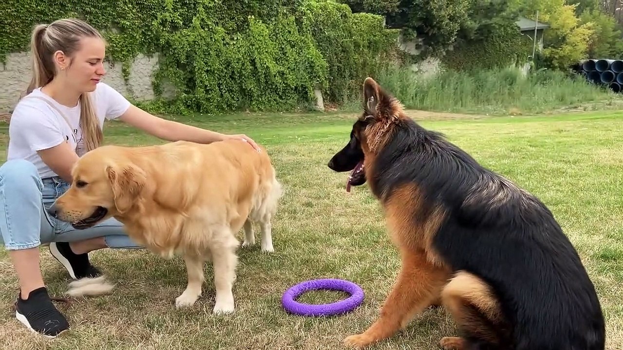 my dogs morning routine