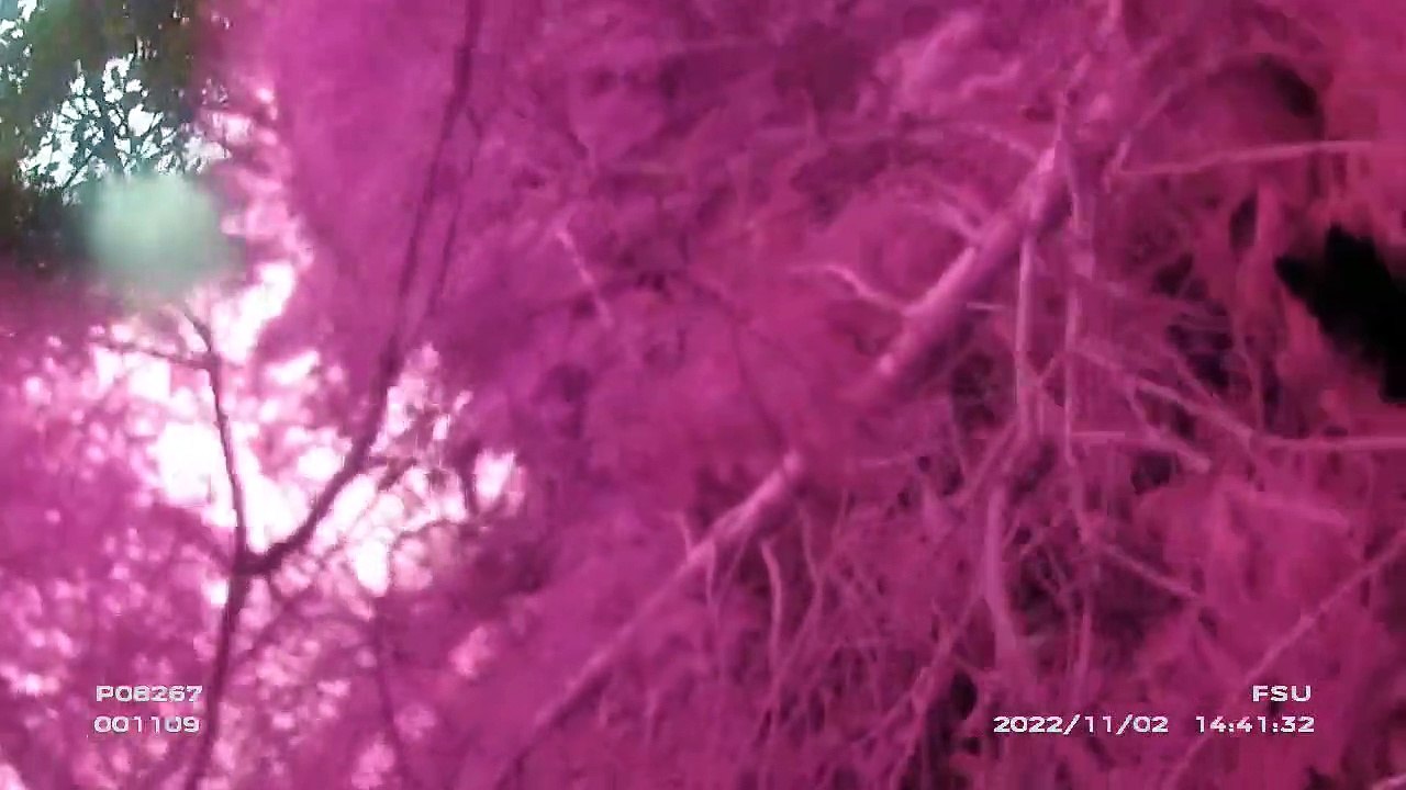 Bodycam footage in woods