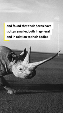 Rhino Horns Have Been Shrinking Overtime, Poaching Might Be Why