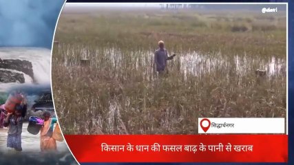 सिद्धार्थनगर: बाढ़ के चलते धान की फसल बर्बाद, किसान चिंतित