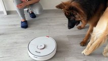 German Shepherd Puppy Shocked by Robot Vacuum
