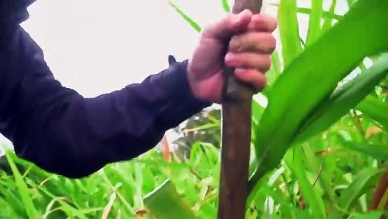 Fish or Die - Se1 - Ep07 HD Watch HD Deutsch