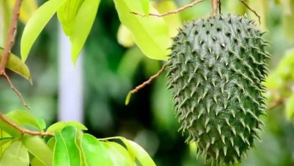 MENGERIKAN  8 Efek samping air rebusan daun sirsak