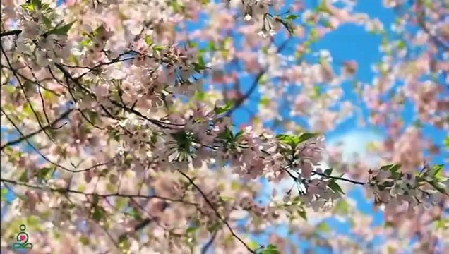 RESTAURATION DU SYSTÈME NERVEUX Musique douce, apaise le système nerveux et fait plaisir à l'âme