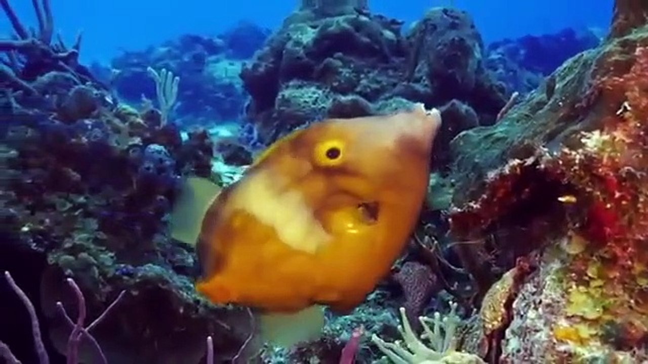 Great Blue Wild - Se1 - Ep04 - Cozumel HD Watch HD Deutsch