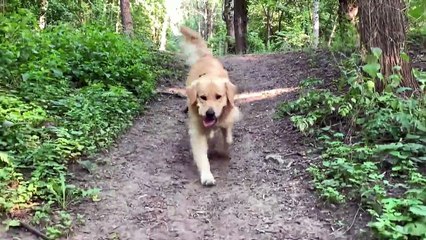 What a Clean Dog Looks Like