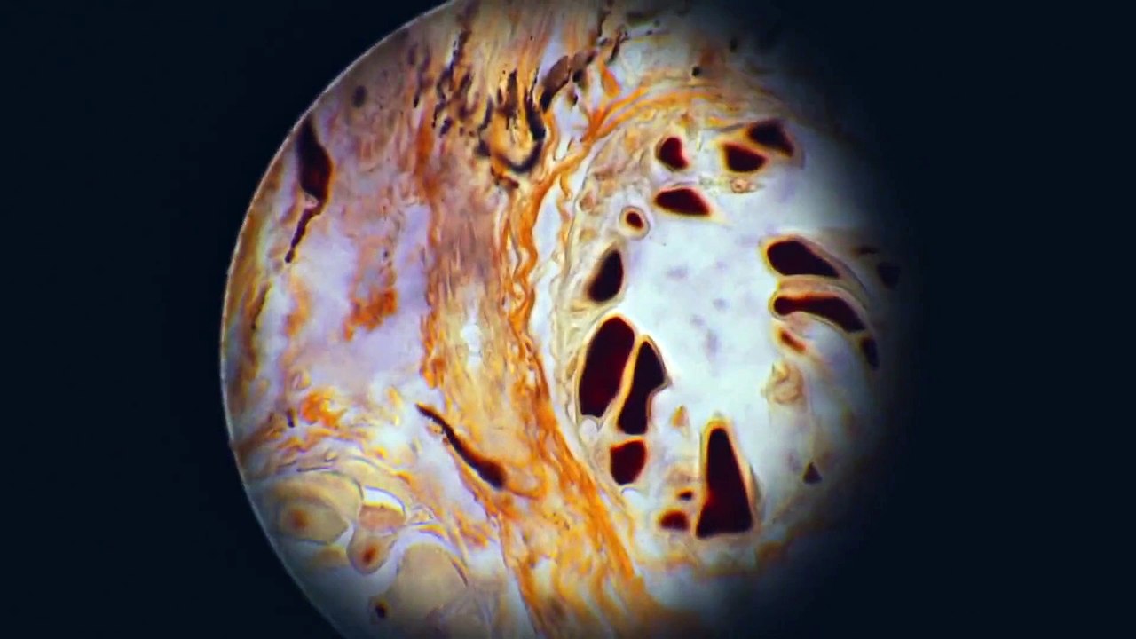 Hamilton's Pharmacopeia - Se2 - Ep01 HD Watch HD Deutsch