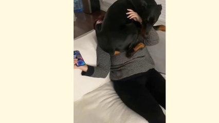 Funny videos interesting videos cute Animals cats