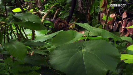 Vũ điệu của loài vật 2