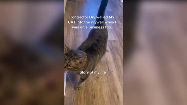 Homeowner punches hole through wall after contractor traps cat during renovations