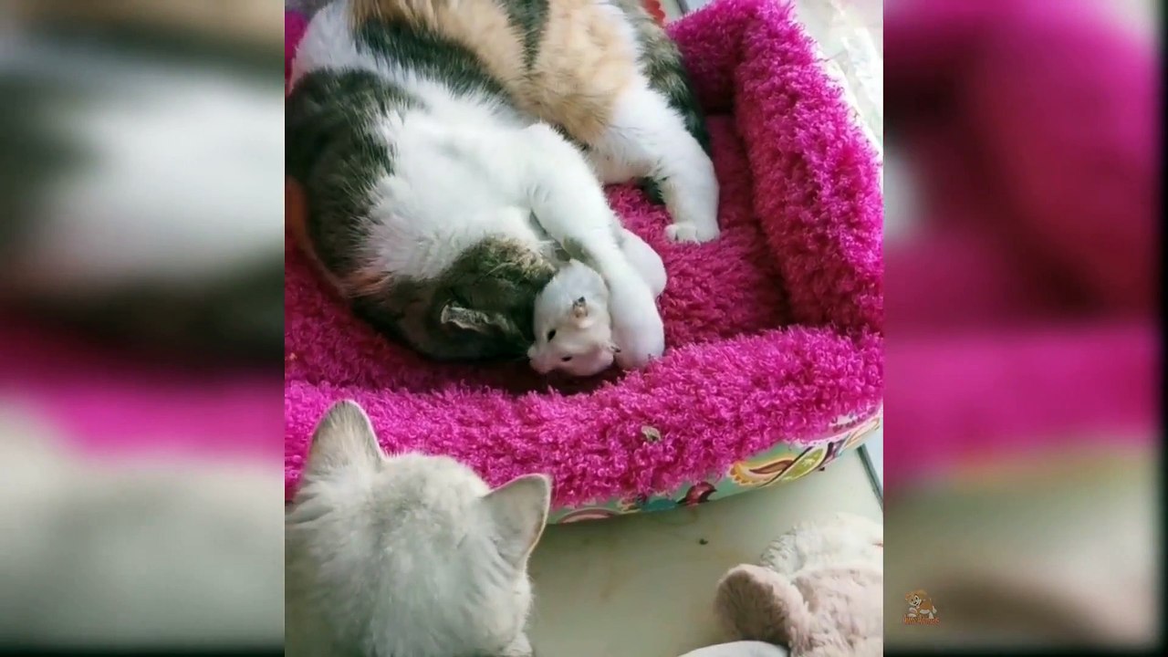 Kumpulan anak kucing lucu Baby cats cute and funny cats