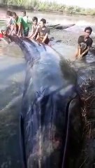 The locals gotong royong released the stranded whale on the river bank