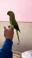 Best Talking Parrot So Cute Voice