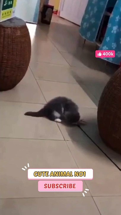 new cat shorts | baby cat jumping #shorts #shortsvideo #catshorts