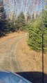 Two Canadian Lynx Interacting on Logging Road in Maine