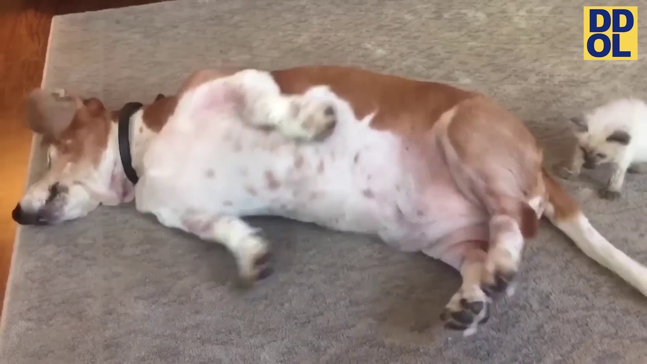 CATS VS DOGS - TRY NOT TO LAUGH FUNNY CAT & DOG FAILS VIDEOS 2022