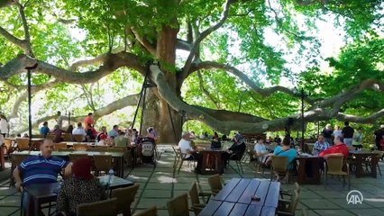 Kültürel miras anıt ağaçların korunması çalışmaları devam ediyor