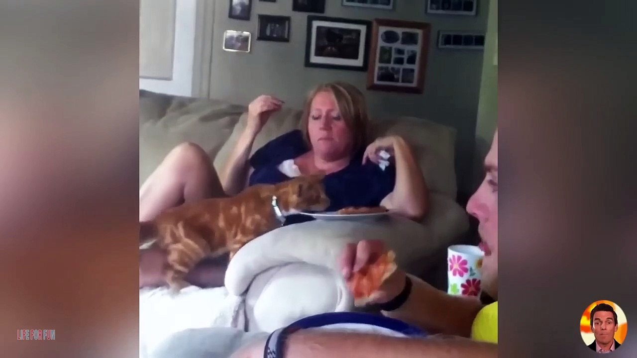 Video Hewan Lucu | Reaksi kucing dan anjing yang lucu | Kucing Lucu