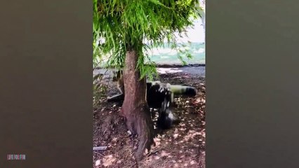 Videos De Risa de Animales - Los Mejores Videos de Gatos Chistosos #1