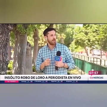 Şili'de bir papağan, canlı yayın sırasında muhabirin kulaklığını çalıp kaçtı