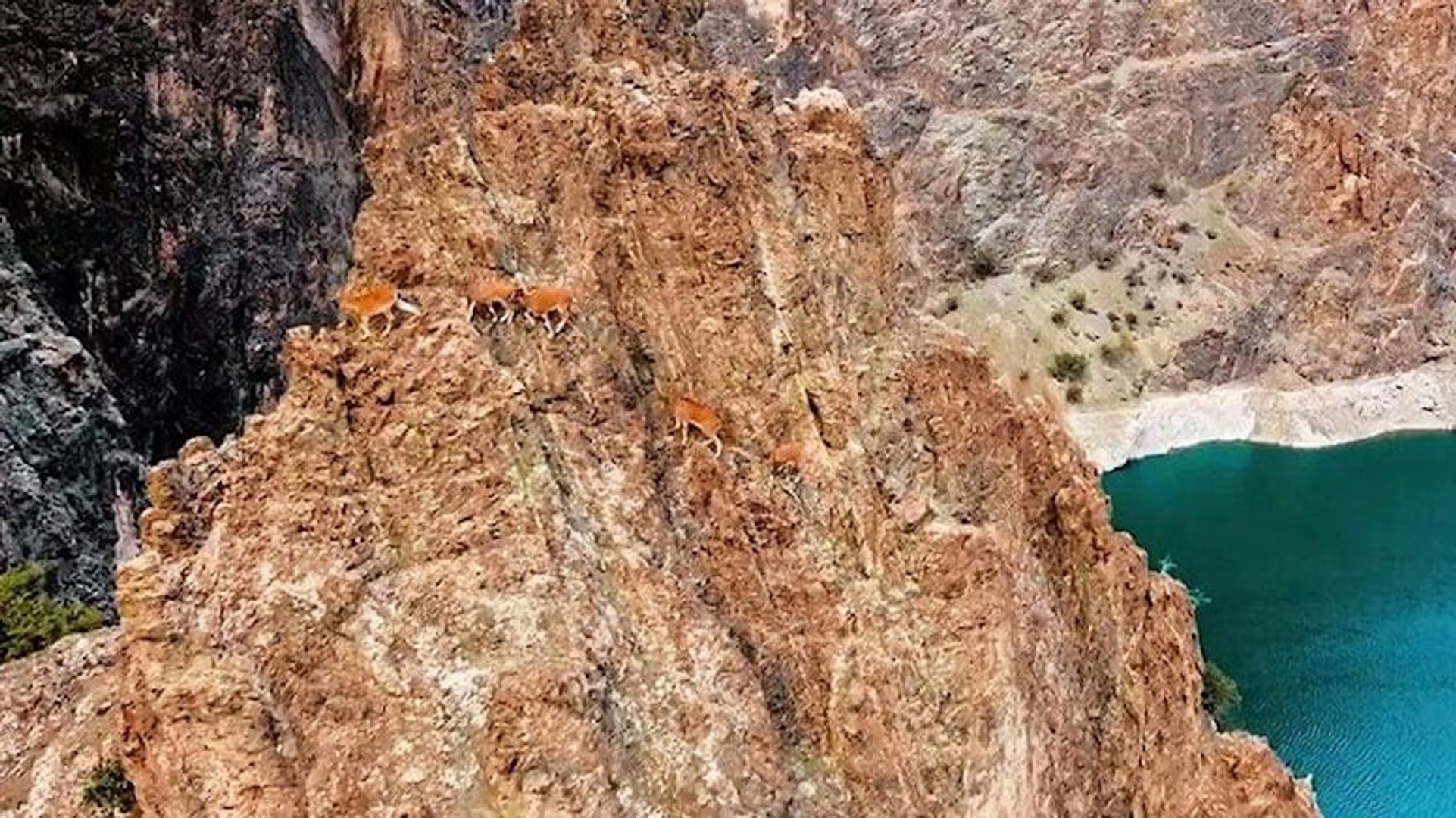 Yaban keçileri dronla görüntülendi