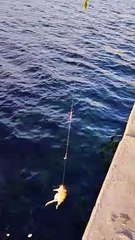 Oltasına geleni görünce şoke oldu: "Palamut lüfer tutmak kolay" diyerek balıkçılara meydan okudu