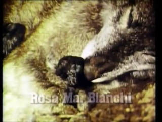 Ambição Capitulo 81 Dublado.Ultimos Capitulos