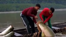 Il pesce più grande dell'Amazzonia torna a ripopolare i laghi: il video del pirarucu