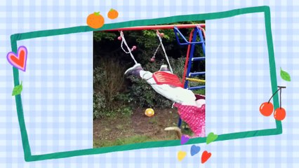 Funny videos interesting videos cute Animals cats and dogs