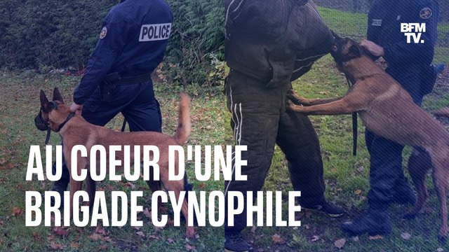 Interpellations, recherche d'explosifs... Nous avons suivi les entraînements d'une brigade canine