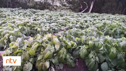 Municipio de Pocona afectado por heladas