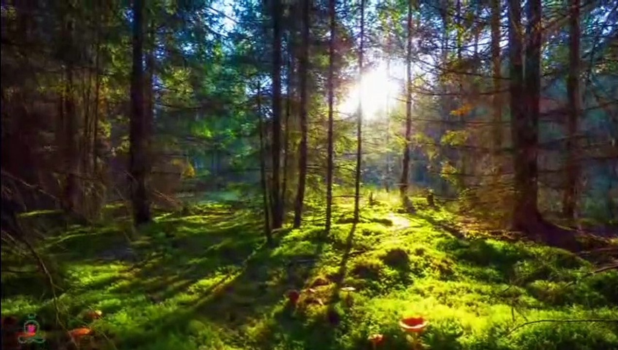 Pluie d'automne enchanteresse et la merveilleuse musique de piano  Musique de guérison