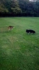 Muntjac and dog chase each other at Reffley woods
