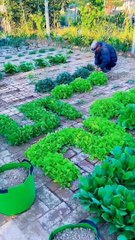 Garden And Farming Video Compilation #1