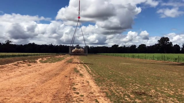 Sheep rescued from floodwaters near Forbes, NSW