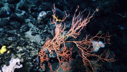 Titanic: barulho misterioso no local do naufrágio é identificado