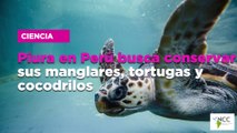 Piura en Perú busca conservar sus manglares, tortugas y cocodrilos