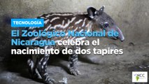 El Zoológico Nacional de Nicaragua celebra el nacimiento de dos tapires