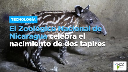 El Zoológico Nacional de Nicaragua celebra el nacimiento de dos tapires