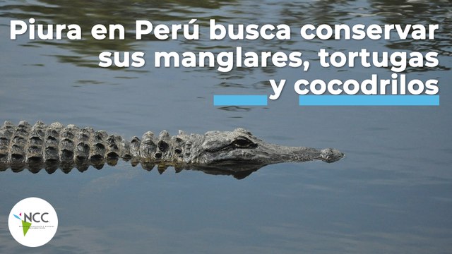 Piura en Perú busca conservar sus manglares, tortugas y cocodrilos | 497 | 7 - 13 de noviembre 2022