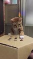 Best Viral Cute CatsFunny Fail ops Moments Clips #shorts Video #trending #funny #animals #reels