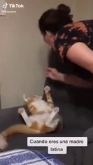 ✅ Amazing Cats Skills Compilation 2022 _ Funniest Cats and  Kittens # 4