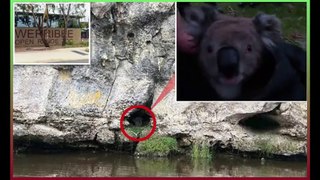 koala named Bucky is rescued after being trapped in a cave